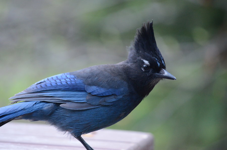 jay_is_for_jerk_by_leishy-d53rcai