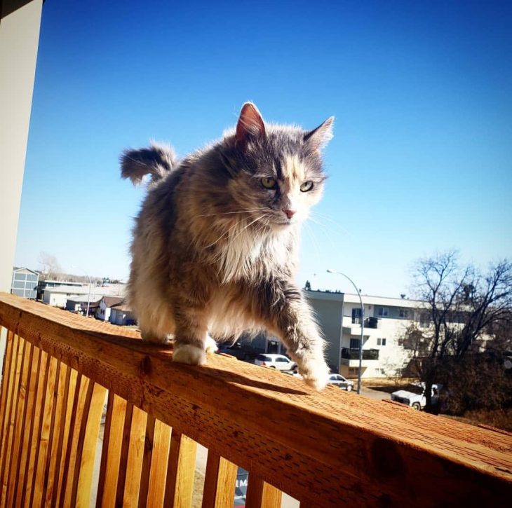 A grey and white cat walks along the railing of a wooden balcony.