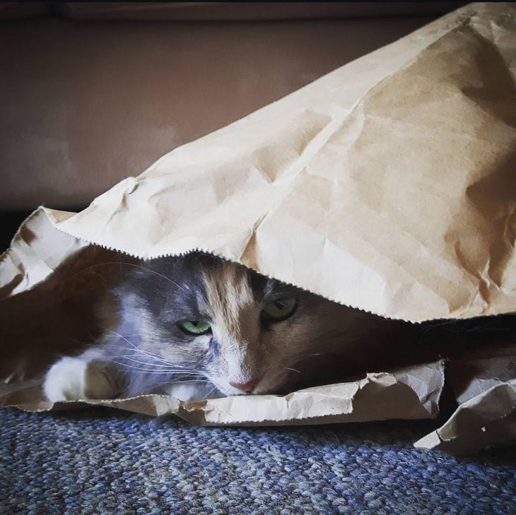 A grey and white cat peeks out from inside a paper bag.