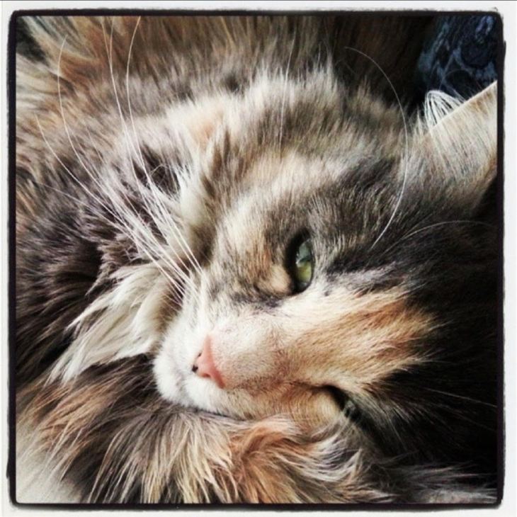 A close up of a medium haired cat with grey while and cream coloured fur and green eyes.