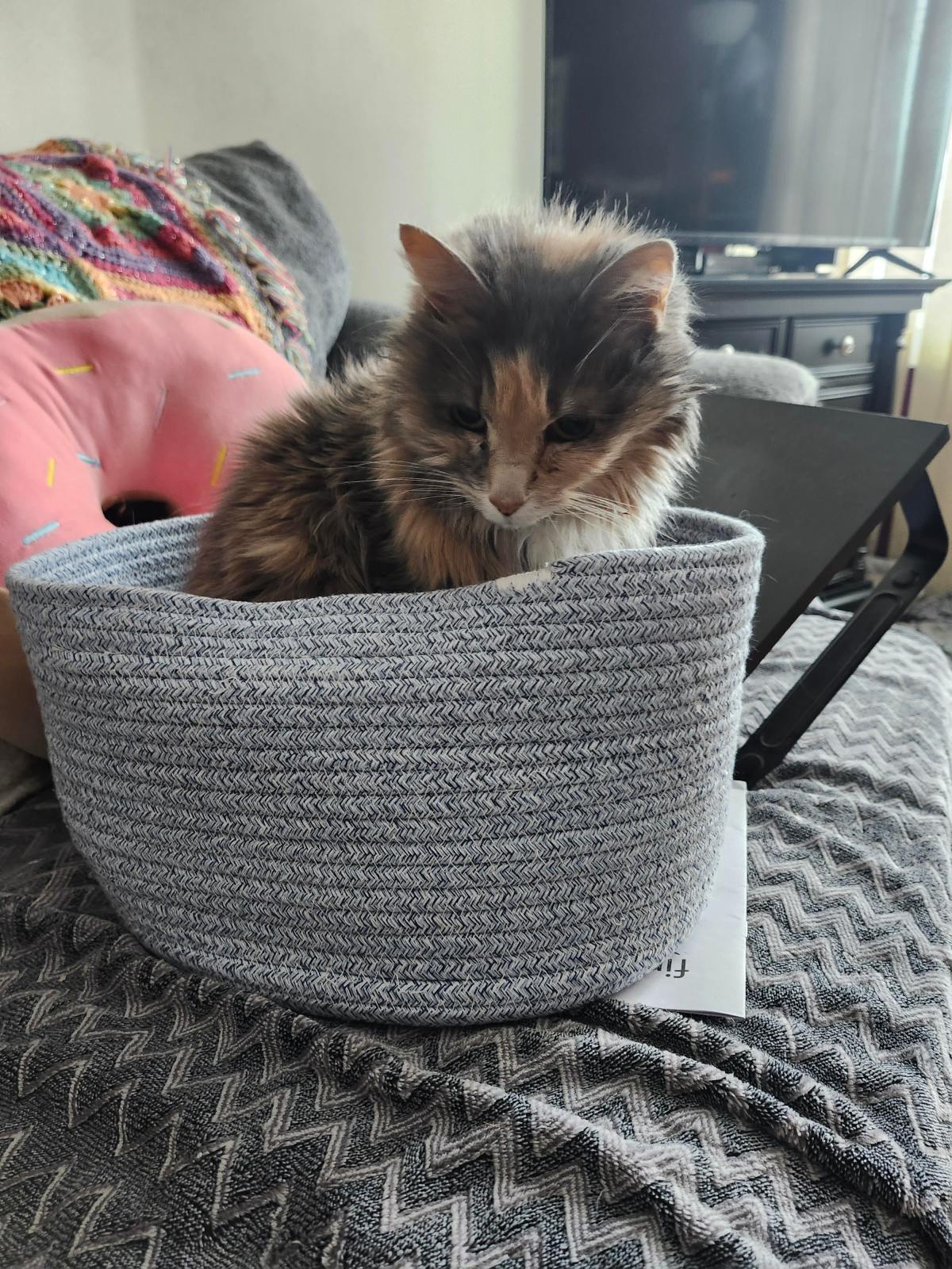 A small cat sits in a blue basket with a TV in the background